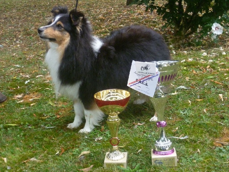 Genny brune du Cèdre Enchanté